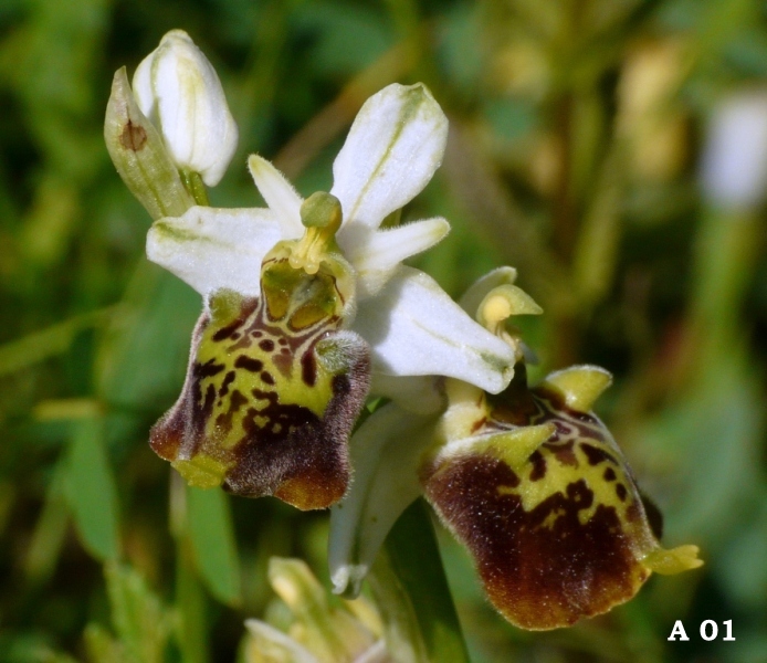 Ophrys dinarica (=Ophrys personata)  in Abruzzo